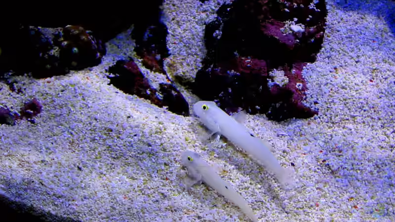 Mein Putztrupp von Roland Kaltschitz (25)