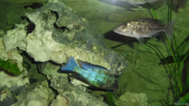 Mein Rostrat von Toelz (12)