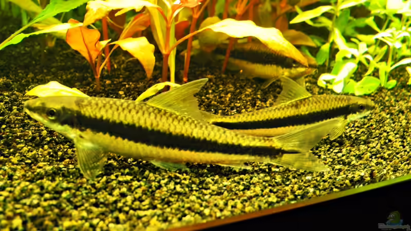 Mein Rüsselbarben beim ausruhen von Kill-Bill (3)