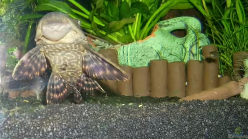 Aquarien für Hypostomus plecostomus (Saugmaulwels)