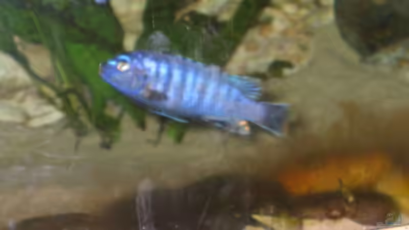 mein saulosi-Bock von Sabine Kainz (11)