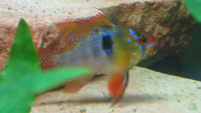 Mein SBB Männchen von Marvao (10)