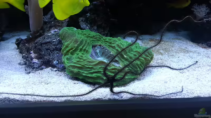 mein Schlangenstern ! zwei habe ich ins Becken gesetzt ! von urbi (32)