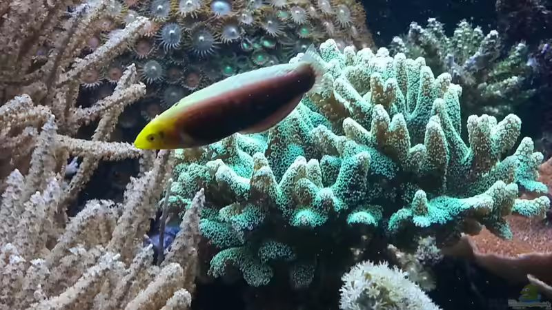 mein schöner Lippfisch ! von urbi (54)