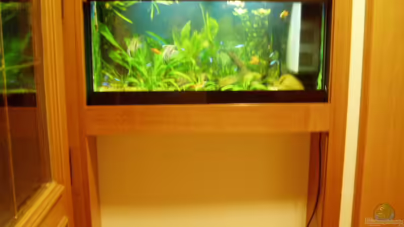 Mein schönes 96 Liter Süd - Mittelamerika  Aquarium