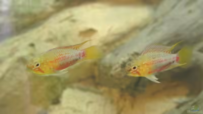 Mein schönes Paar von Alsi (61)