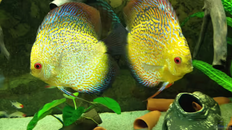 mein schönes Paar von Thomas S-H (32)