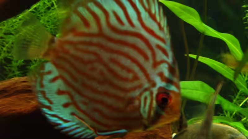 Mein schönster Diskus :) von Robert Kolovrat (18)