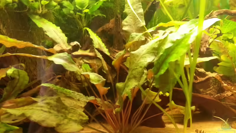 Mein Schönster Wasserkelch von Zohan (7)