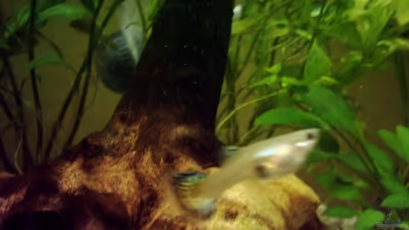 Mein schönstes Guppyweibchen von Christine Schebesta (4)