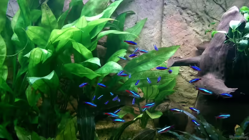 Mein Schwarm Neons, 41 Stück gesamt von Ottche (204)