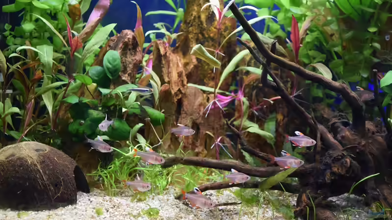 Mein Schwarm Weißflossen-Schmucksalmler (Hyphessobrycon rosaceus White fin) von Acki50 (56)