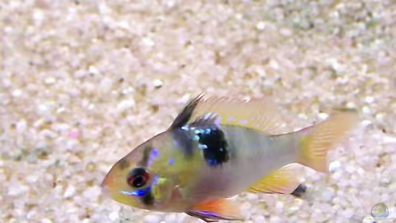 Mein Scubabay Traumaquarium von Regina Schill