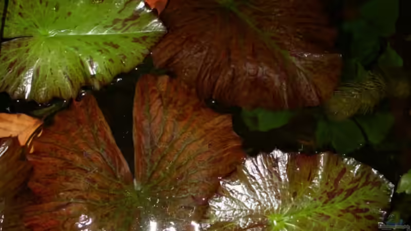 mein Seerosenteich von Minzi (14)