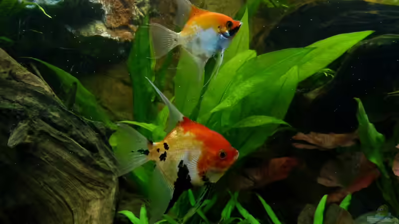 mein Skalar Pärchen 30.12.12 von nokoeh (48)