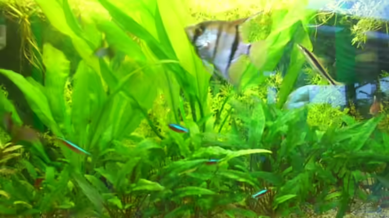 Mein Skalar von Rolf Brandt (9)