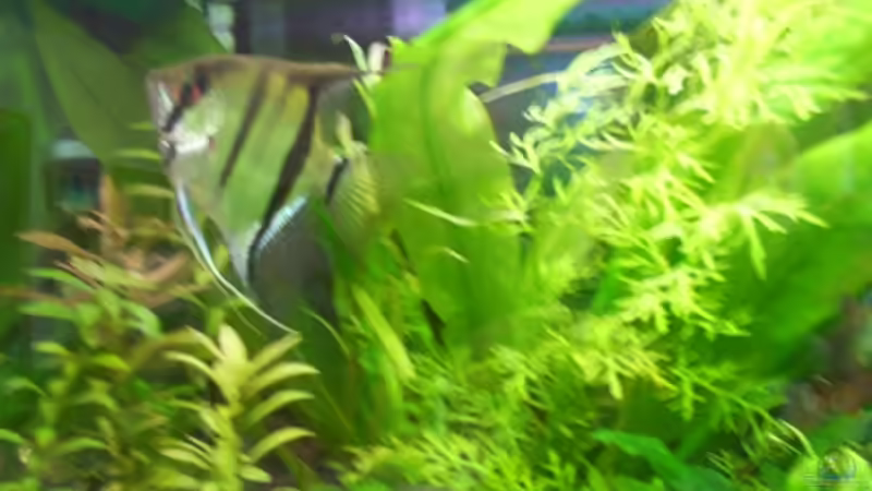 Mein Skalar vor 6 Jahren von Rolf Brandt (8)