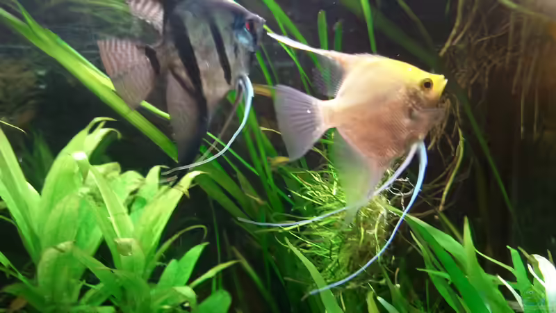 Mein Skalarpärchen - 2 verschiedene Zuchtformen haben einander gefunden ;-) von Brownson (18)