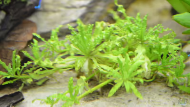 mein Stern :) Leider ist jetzt nicht mehr viel von ihm übrig. Den Barschen aber von gefjon (12)