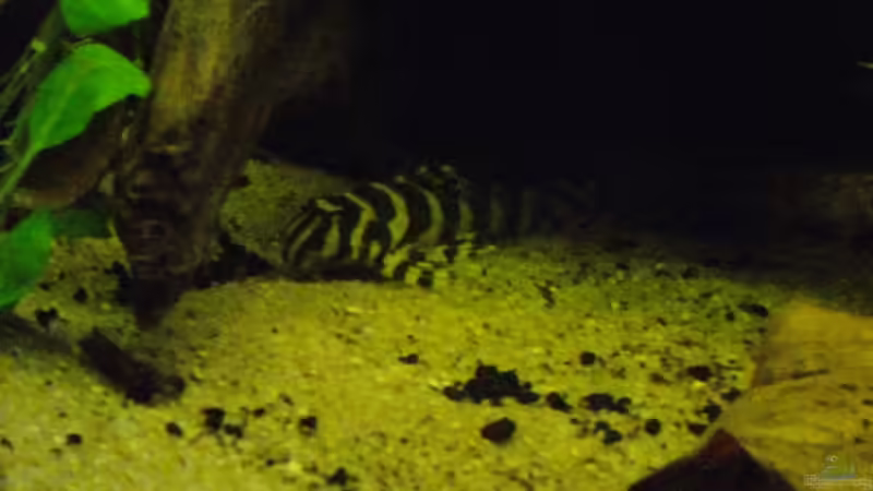 Mein Stolz: L134er :-) von Caricciola (27)