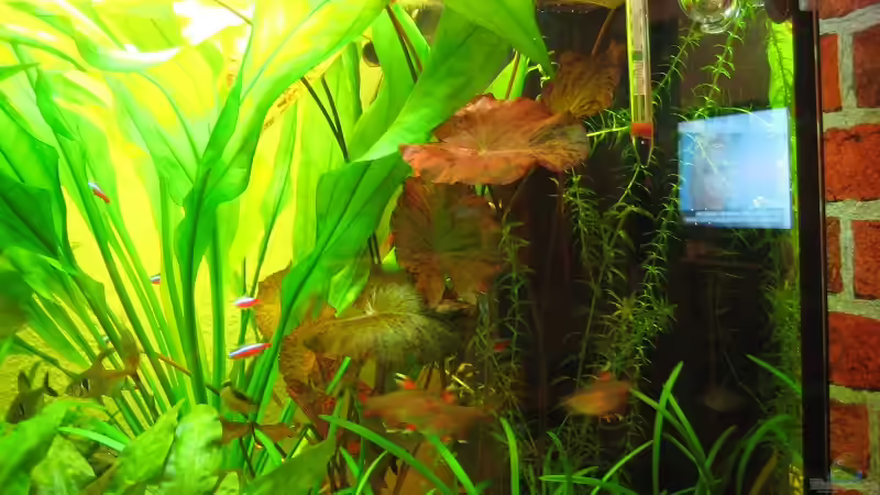 mein Stolz eine rote Tigerlotus von Sky1706 (4)