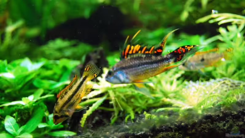 Mein Stressmaker von Michael Seraph (33)