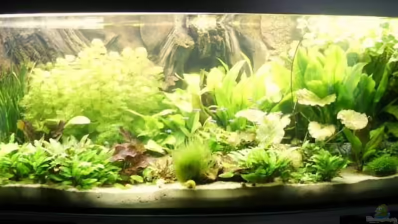 mein Südamerika-Becken von msp99 (1)