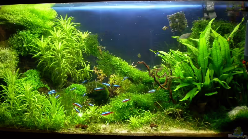 mein Sü??wasserriff von Marc Joist (1)