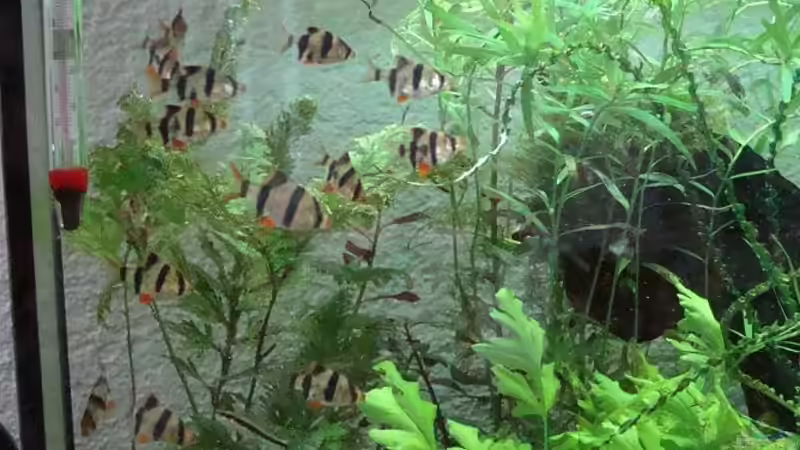 Mein Sumatrabarben Schwarm von Tobi_88_ (4)