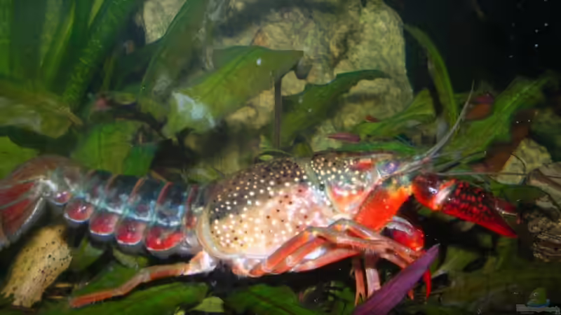 Mein Sumpfkrebsweiwi von Lousiana (5)