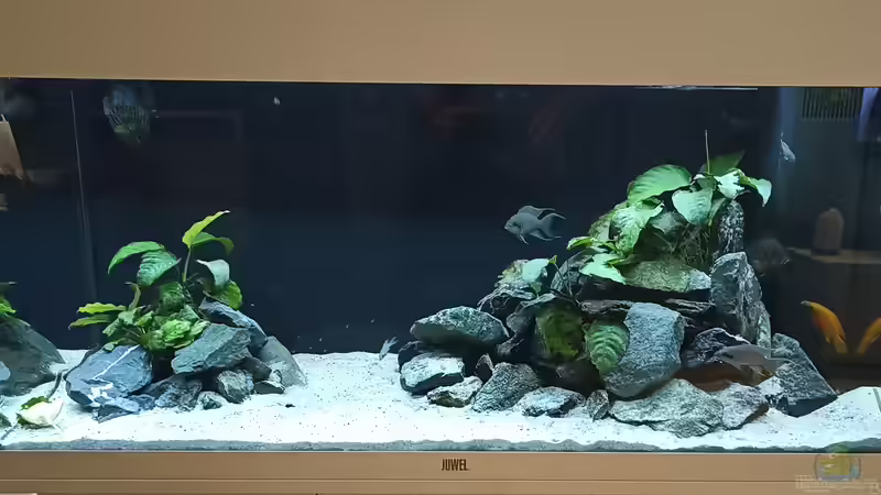 Mein Tanganjika Becken von TangaFan (1)