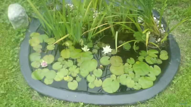 mein teich von leutert1 (1)