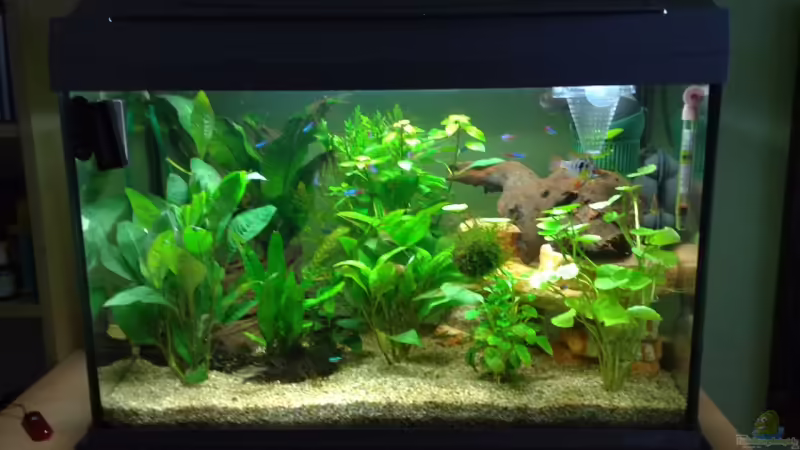 Mein Tetra AquaArt 60L von Marvao (1)