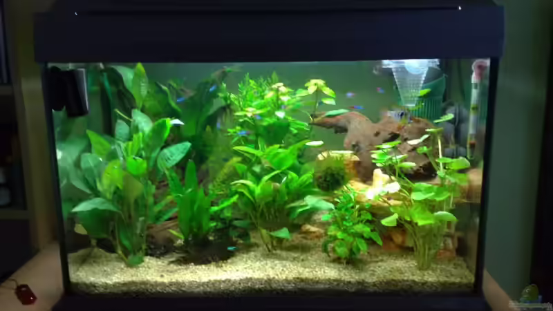 Mein Tetra AquaArt 60L von Marvao (2)
