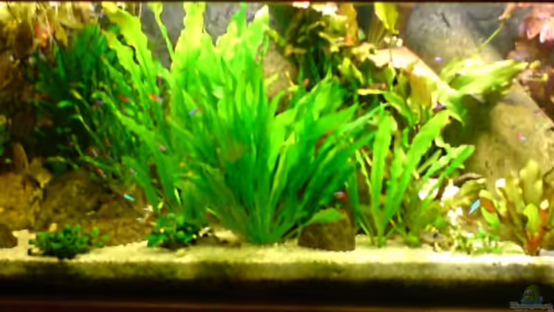 Mein Traum vom Amazonas