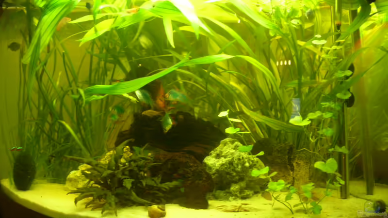 Mein Trigon 190 von Louisiana (1)