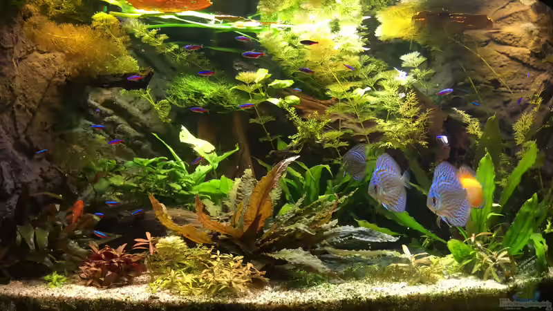 Mein Trigon 350 mit Diskusbesatz 