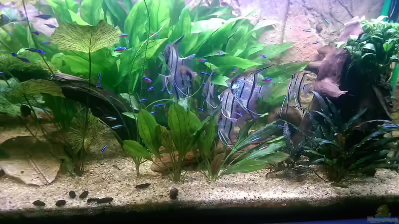 Mein Trupp Peru Altums von Ottche (75)