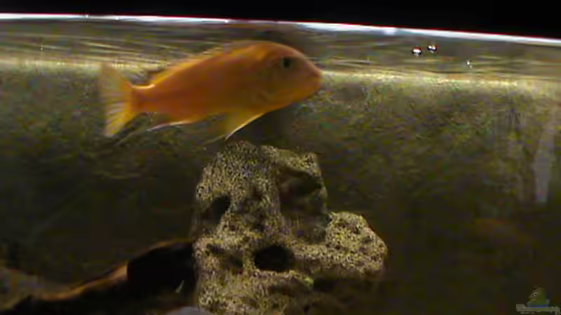 Mein unbekannter??? von Laska (6)