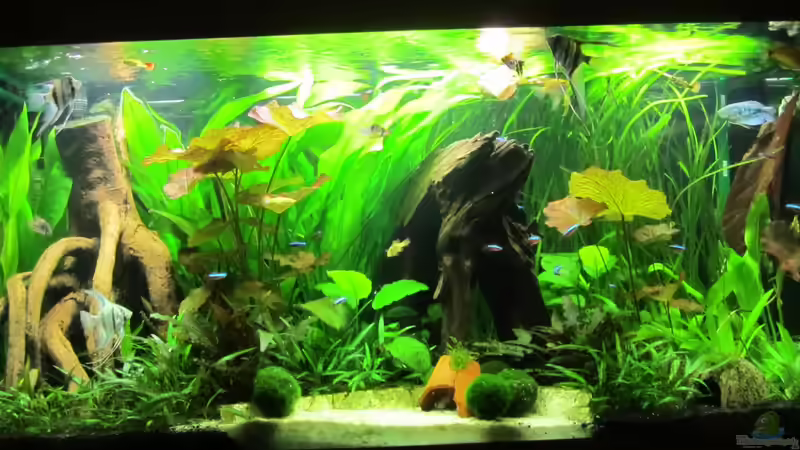 Mein Unterwassertraum von Mieze2010 (1)