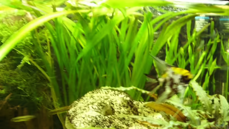 Mein Vallisnerien Wald. von Marcel Wilke (3)