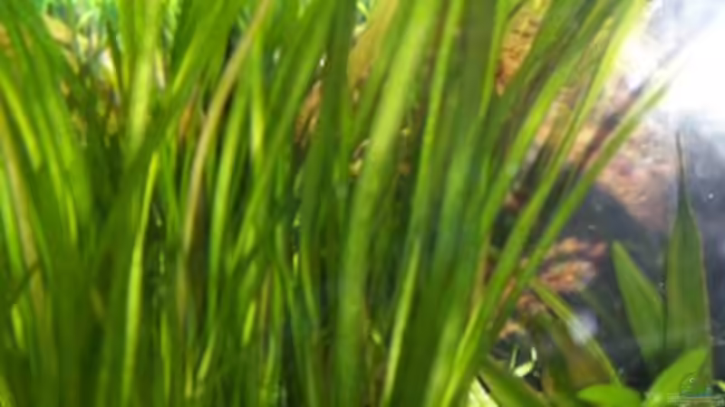 Mein Vallisnerienwald. von Theo Heimann (10)