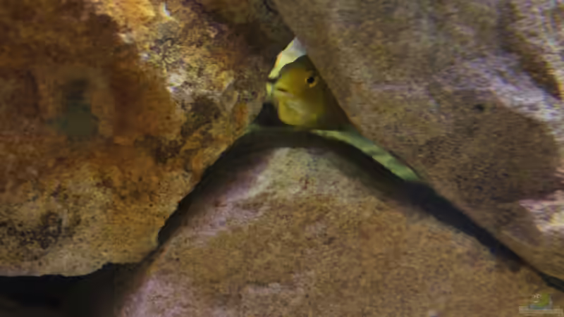 Mein Weibchen mit leicht geöffnetem Mund... warum wohl so geöffnet??? :D von Richy (37)