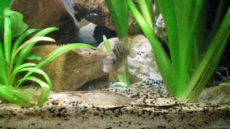 mein weibchen von Falk Bellmann (42)