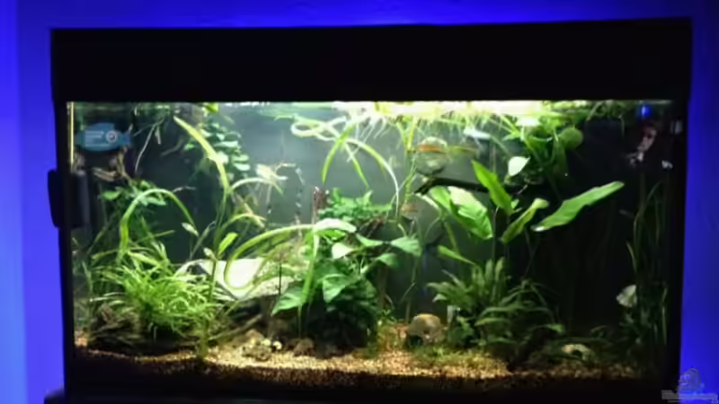 Mein Westafrikabecken