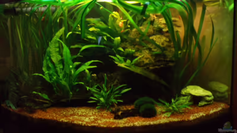 Mein wirbelloses Becken