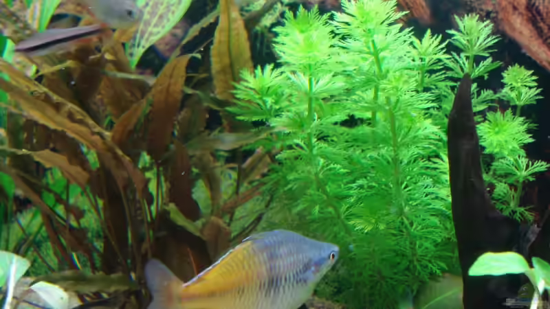 mein wirklich böser Boesemani von Marco Klein (13)