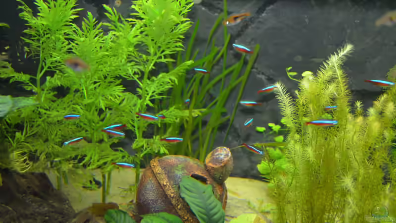 Mein wunderschöner Schwarm Roter Neons von gefjon (35)