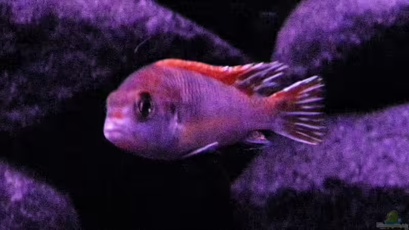 mein wunderschönes prachtmännchen.kaum zu glauben das es ein perlmutt ist von LaEy (43)