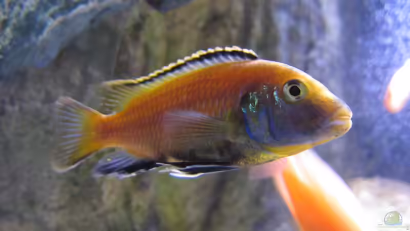 mein Yellow Bock von Malawifürst (5)